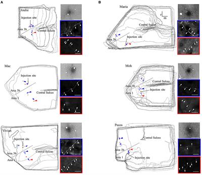 Modular Organization of Signal Transmission in Primate Somatosensory Cortex